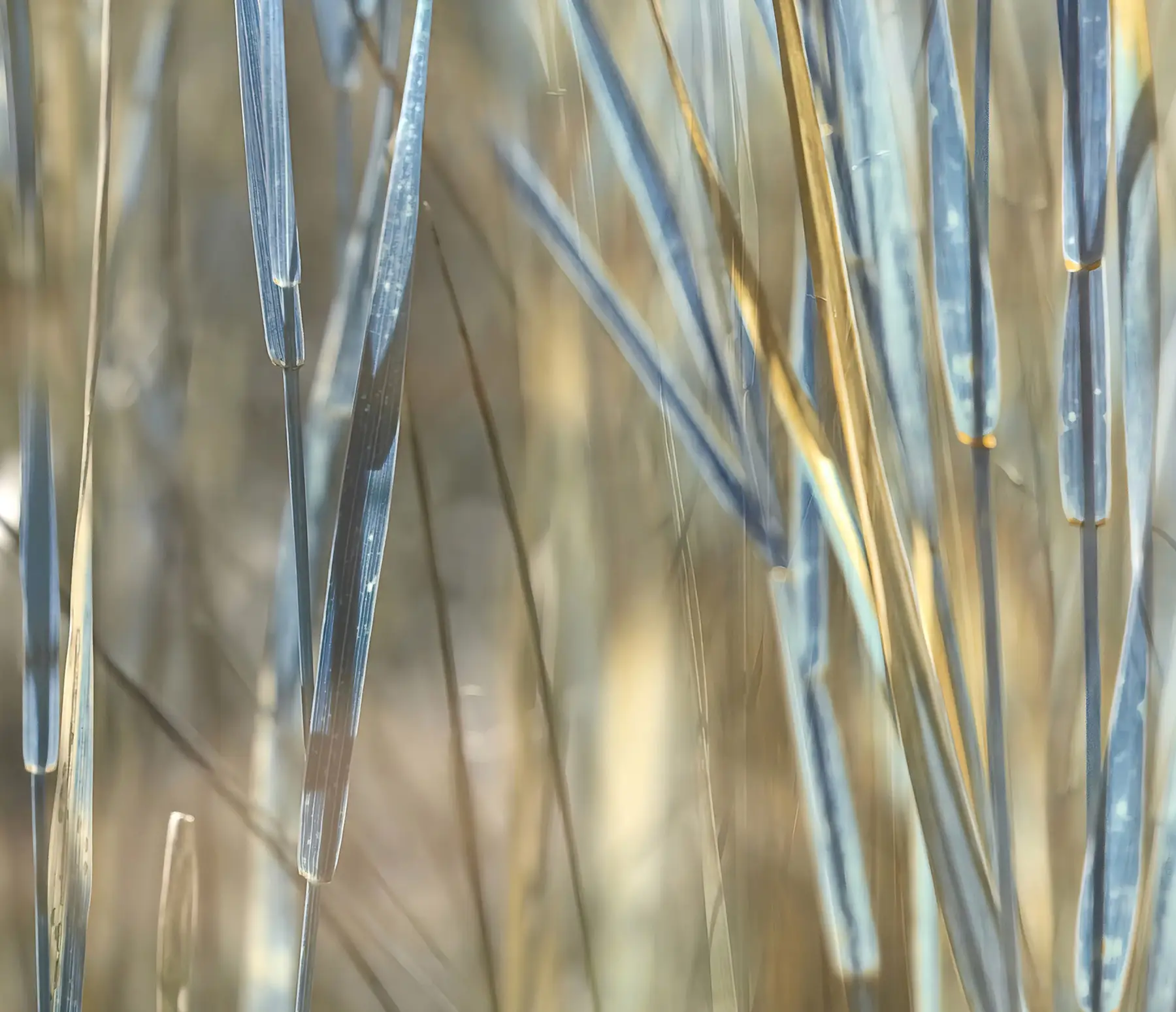 Artwork: Blue Marsh Panorama