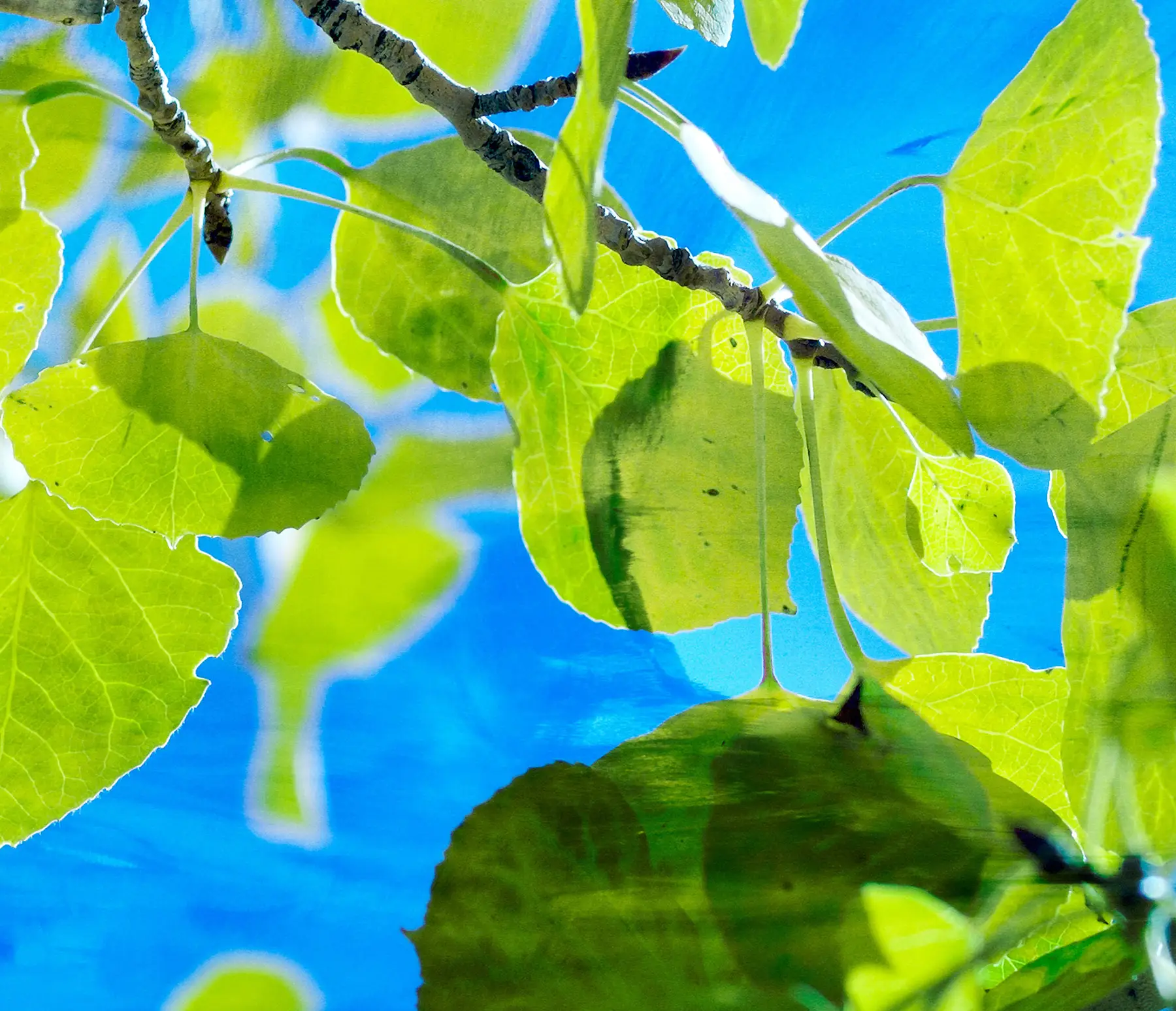 Artwork: Aspen Leaves Green