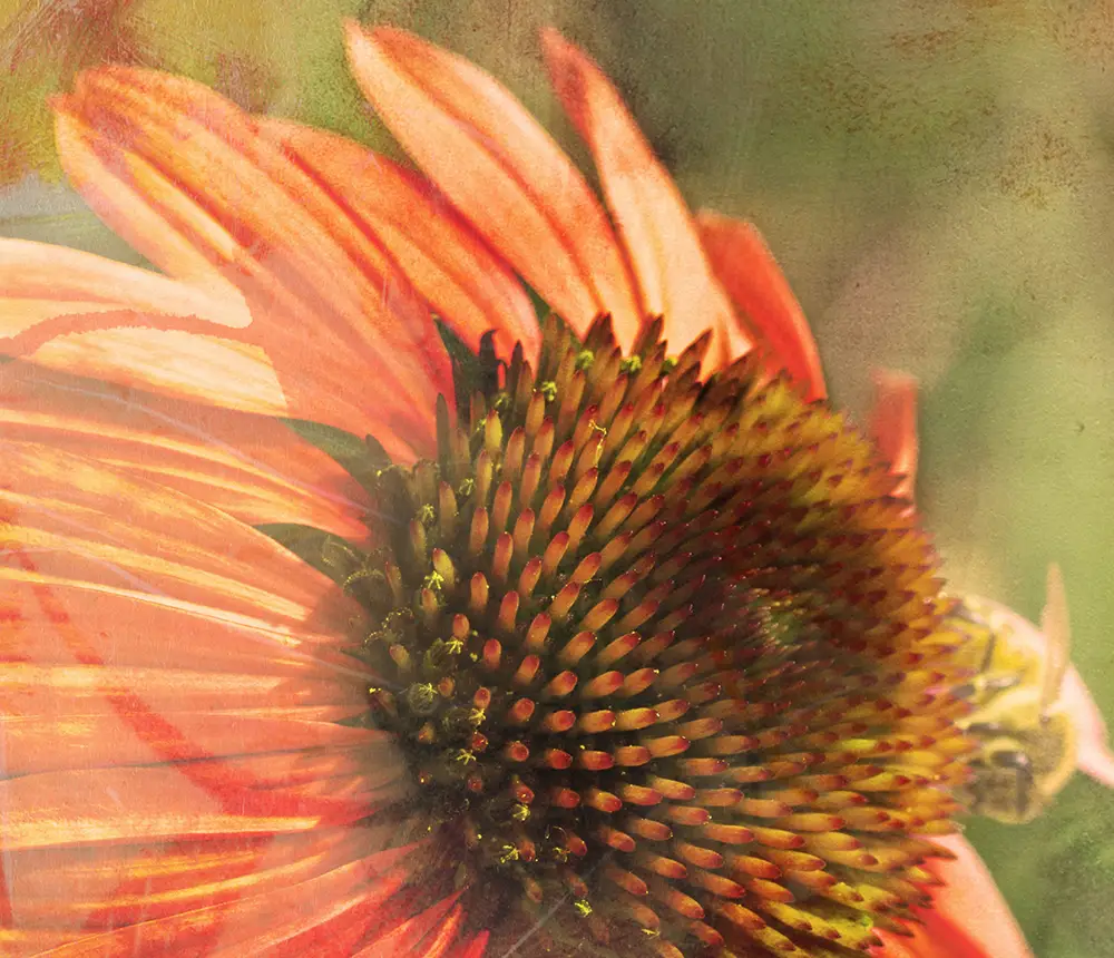 Artwork: Coneflower 2