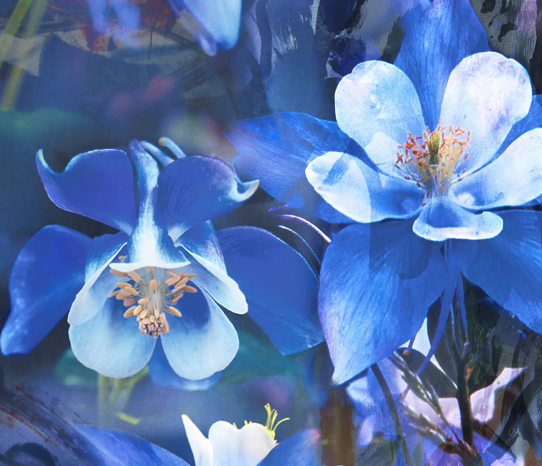 Artwork: Blue Columbine